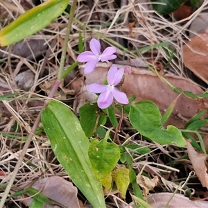 Pseuderanthemum variabile at Port Macquarie, NSW - 30 Dec 2024