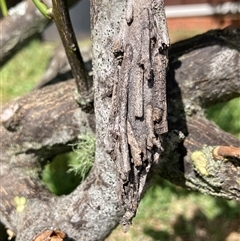 Metura elongatus (Saunders' case moth) at Vincentia, NSW - 28 Dec 2024 by ICrawford