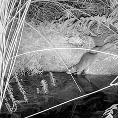 Rattus rattus at Mount Kembla, NSW - 29 Dec 2024 by BackyardHabitatProject