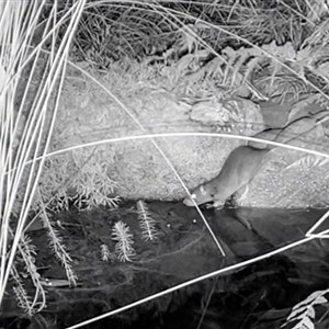 Rattus rattus at Mount Kembla, NSW by BackyardHabitatProject