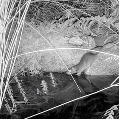 Rattus rattus at Mount Kembla, NSW - 29 Dec 2024 by BackyardHabitatProject