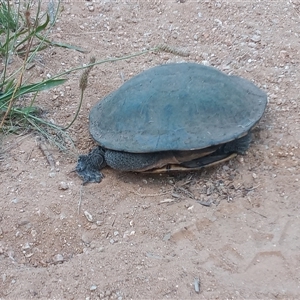 Chelodina longicollis at Gordon, ACT - 30 Dec 2024