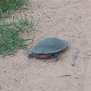 Chelodina longicollis at Gordon, ACT - 30 Dec 2024