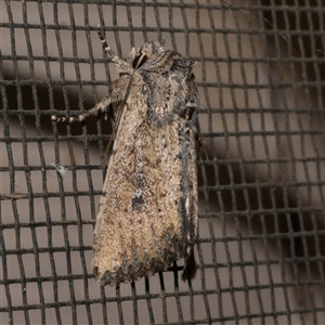 Leucania obumbrata (Lesser Armyworm) at Freshwater Creek, VIC by WendyEM