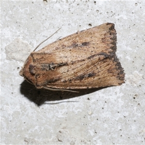 Leucania obumbrata (Lesser Armyworm) at Freshwater Creek, VIC by WendyEM