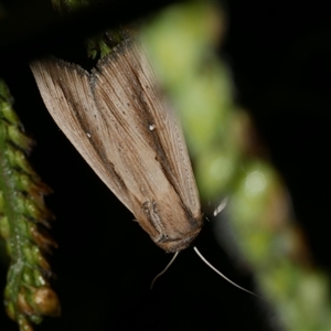 Leucania stenographa (Sugar Cane Armyworm) at Freshwater Creek, VIC by WendyEM