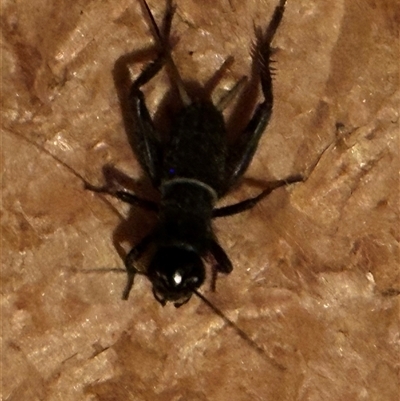 Grylloidea (superfamily) (Unidentified cricket) at Kangaroo Valley, NSW - 30 Dec 2024 by lbradley