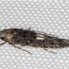 Leptozestis and Trachydora (genera) at Melba, ACT - 28 Dec 2024