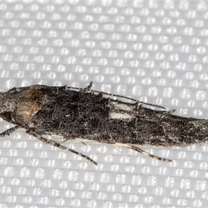 Leptozestis and Trachydora (genera) at Melba, ACT - 28 Dec 2024