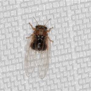 Cardiaspina sp. (genus) (Lace or Basket lerp) at Melba, ACT by kasiaaus