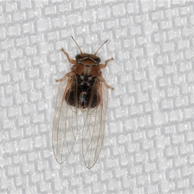 Psyllidae sp. (family) at Melba, ACT - 28 Dec 2024 by kasiaaus