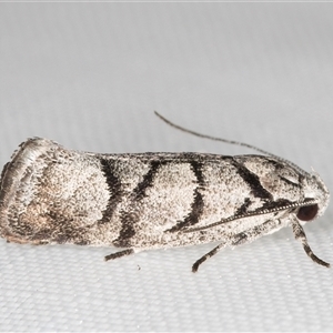 Lichenaula onychodes (A Xyloryctid moth) at Melba, ACT by kasiaaus