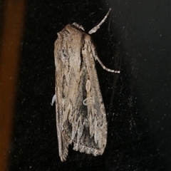 Persectania dyscrita (Inland Armyworm) at Freshwater Creek, VIC - 22 Apr 2020 by WendyEM