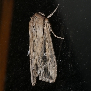 Persectania dyscrita at Freshwater Creek, VIC - 22 Apr 2020 10:34 PM