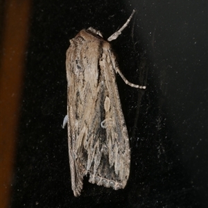 Persectania dyscrita (Inland Armyworm) at Freshwater Creek, VIC by WendyEM