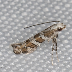 Acrocercops irrorata (A Leaf Miner (Gracillariidae)) at Melba, ACT by kasiaaus