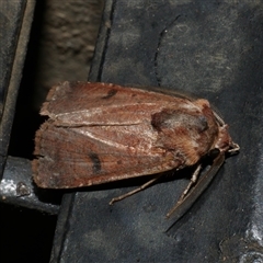 Agrotis porphyricollis (Variable Cutworm) at Freshwater Creek, VIC - 23 Apr 2020 by WendyEM