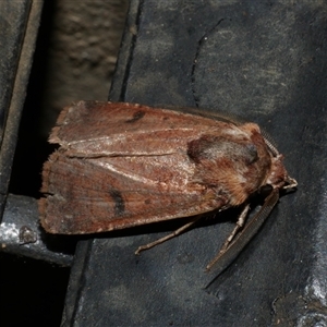 Agrotis porphyricollis (Variable Cutworm) at Freshwater Creek, VIC by WendyEM