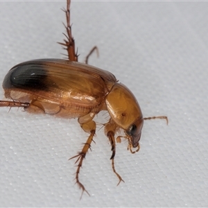 Phyllotocus macleayi at Melba, ACT - 28 Dec 2024 09:30 PM