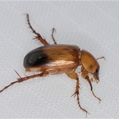 Phyllotocus macleayi at Melba, ACT - 28 Dec 2024