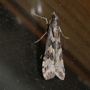 Nomophila corticalis (A Snout Moth) at Freshwater Creek, VIC by WendyEM