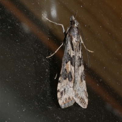 Nomophila corticalis (A Crambid moth (Spilomelinae) at Freshwater Creek, VIC - 22 Apr 2020 by WendyEM