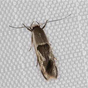 Stathmopoda megathyma at Melba, ACT - 28 Dec 2024 10:49 PM