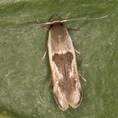 Stathmopoda megathyma at Melba, ACT - 28 Dec 2024 10:49 PM