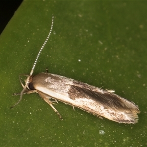 Stathmopoda megathyma at Melba, ACT - 28 Dec 2024 10:49 PM