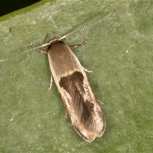 Stathmopoda megathyma at Melba, ACT - 28 Dec 2024 10:49 PM