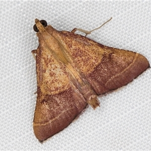 Endotricha pyrosalis (A Pyralid moth) at Melba, ACT by kasiaaus