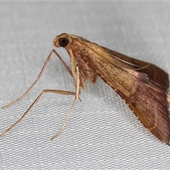 Endotricha pyrosalis at Melba, ACT - 28 Dec 2024