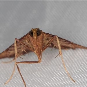 Endotricha pyrosalis at Melba, ACT - 28 Dec 2024