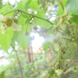 Harpullia pendula at Edge Hill, QLD - 30 Dec 2024 05:17 PM