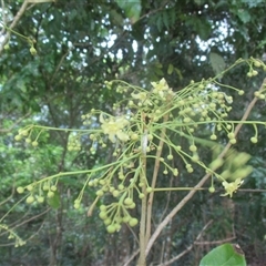 Harpullia pendula at Edge Hill, QLD - 30 Dec 2024 05:17 PM