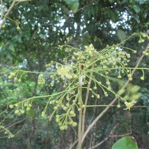 Harpullia pendula at Edge Hill, QLD - 30 Dec 2024 05:17 PM