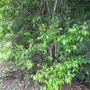 Harpullia pendula at Edge Hill, QLD - 30 Dec 2024 05:17 PM