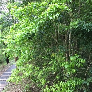 Harpullia pendula at Edge Hill, QLD - 30 Dec 2024 05:17 PM
