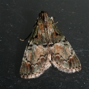 Stericta bryomima at Freshwater Creek, VIC - 22 Apr 2020