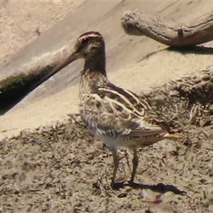 Gallinago hardwickii (Latham's Snipe) at Junee, NSW by RobParnell