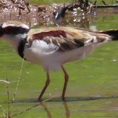 Charadrius melanops (Black-fronted Dotterel) at Junee, NSW - 27 Dec 2024 by RobParnell