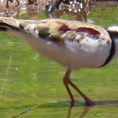 Charadrius melanops at Junee, NSW - 27 Dec 2024 01:25 PM