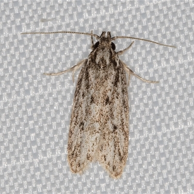 Unidentified Curved-horn moth (all Gelechioidea except Oecophoridae) at Melba, ACT - 28 Dec 2024 by kasiaaus