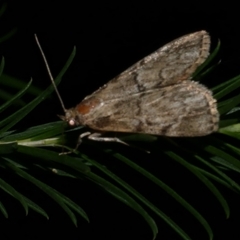 Orthaga thyrisalis (Teatree Web Moth) at Freshwater Creek, VIC - 22 Apr 2020 by WendyEM