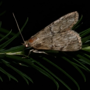 Orthaga thyrisalis at Freshwater Creek, VIC - 22 Apr 2020 11:03 PM