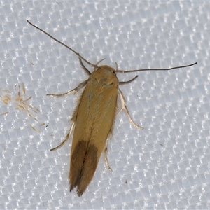 Stathmopoda (genus) (A curved-horn moth) at Melba, ACT by kasiaaus