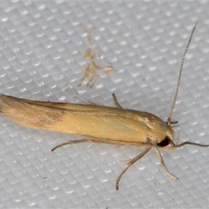 Stathmopoda (genus) at Melba, ACT - 28 Dec 2024 10:52 PM