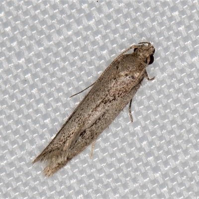 Unidentified Curved-horn moth (all Gelechioidea except Oecophoridae) at Melba, ACT - 28 Dec 2024 by kasiaaus