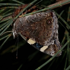 Vanessa itea (Yellow Admiral) at Freshwater Creek, VIC - 23 Apr 2020 by WendyEM