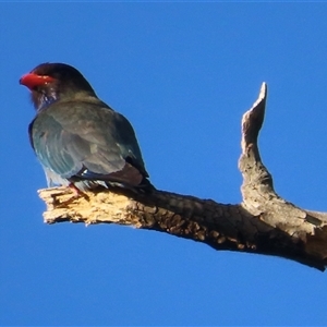 Eurystomus orientalis at Wagga Wagga, NSW - 27 Dec 2024 06:47 AM